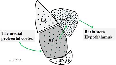 Stress in Regulation of GABA Amygdala System and Relevance to Neuropsychiatric Diseases